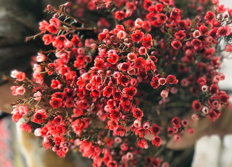 情人节花店文案