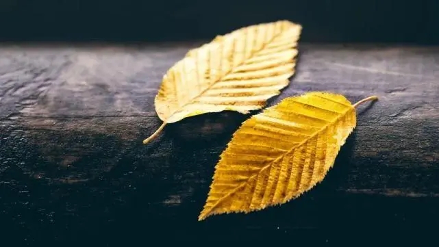 关于落叶的文案