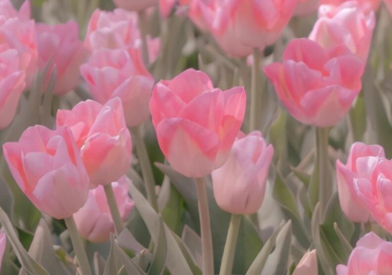 配傍晚风景的文案