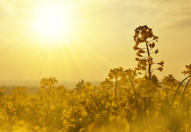 满目星河的温柔文案