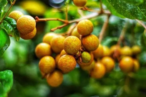 龙眼成交晒单文案