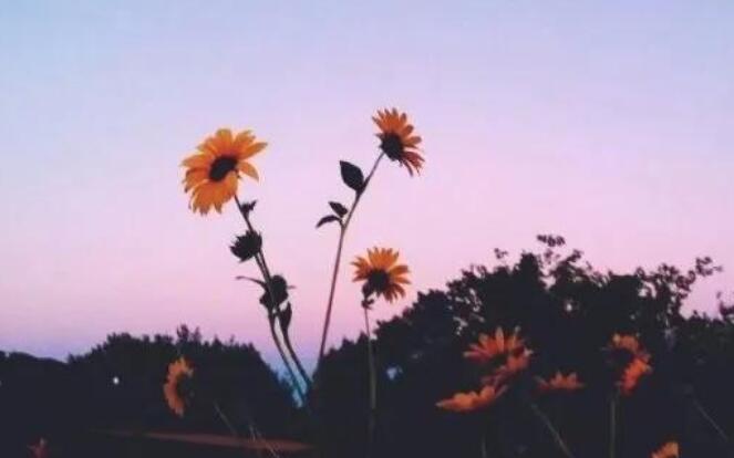 一些分手挽留的文案