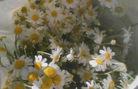 热爱拍照的文案