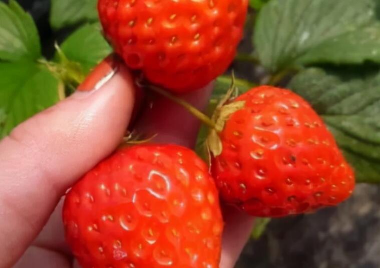 适合采摘的文案