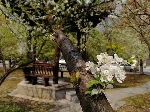 关于校园春景的文案