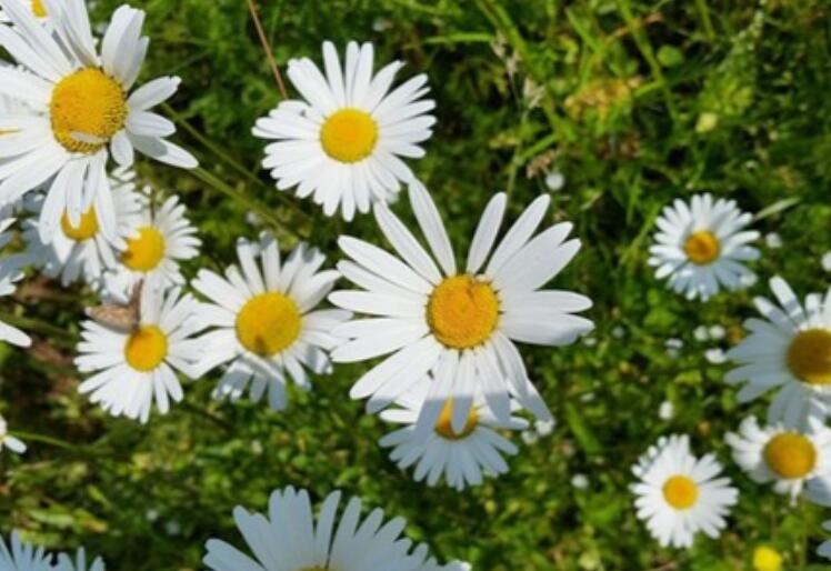 抖音热门涨粉文案