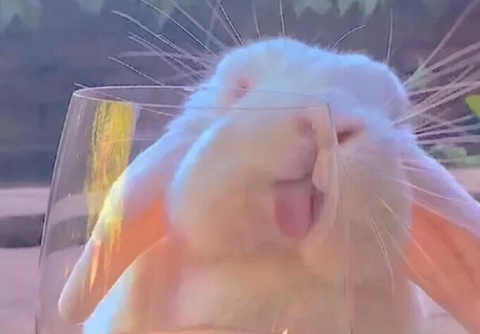 可爱文案加图片