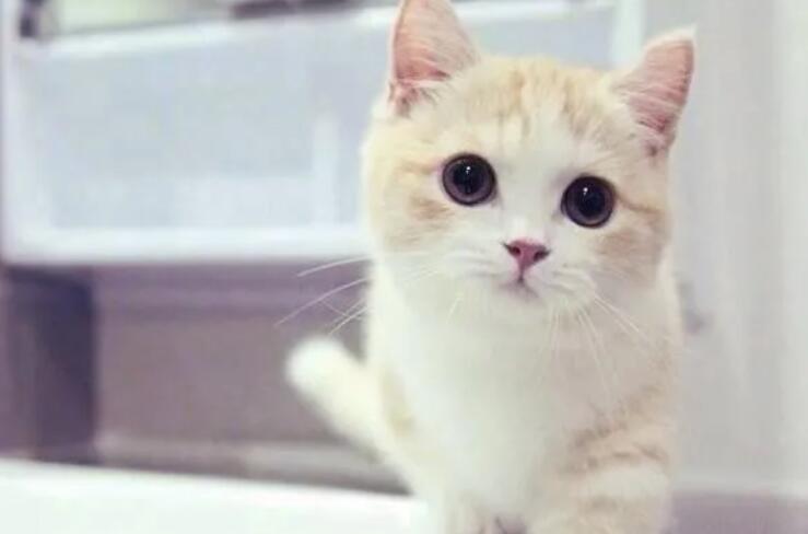 开心的搞笑文案