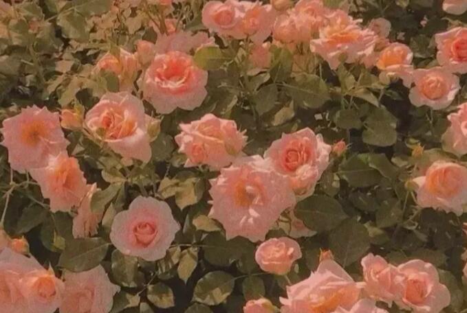 含有玫瑰的文案