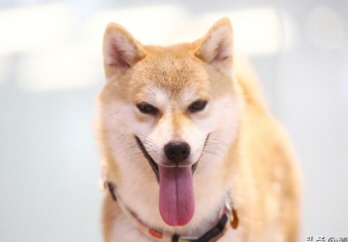 情人节搞笑文案图片