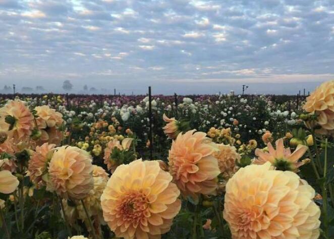 抖音热门文案配图