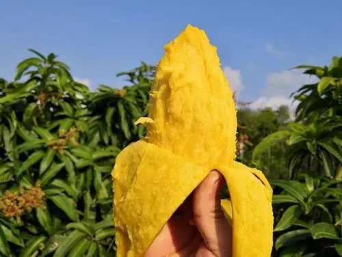 朋友圈推销芒果文案