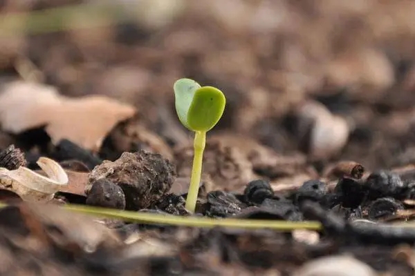 孩子成长文案句子