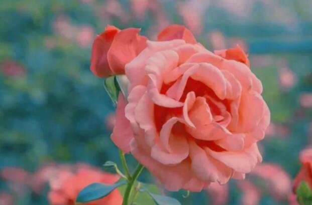 收到鲜花的朋友圈文案