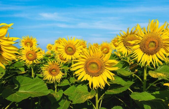 女孩子个性抖音文案