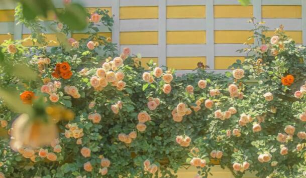 关于爱的文案主题