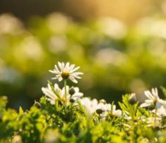 关于风景的文案春天