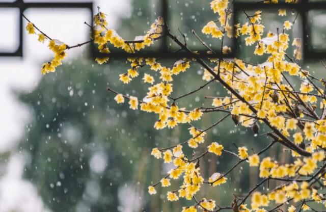 冬天才有梅花文案