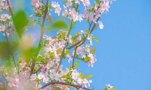 告别春天的文案