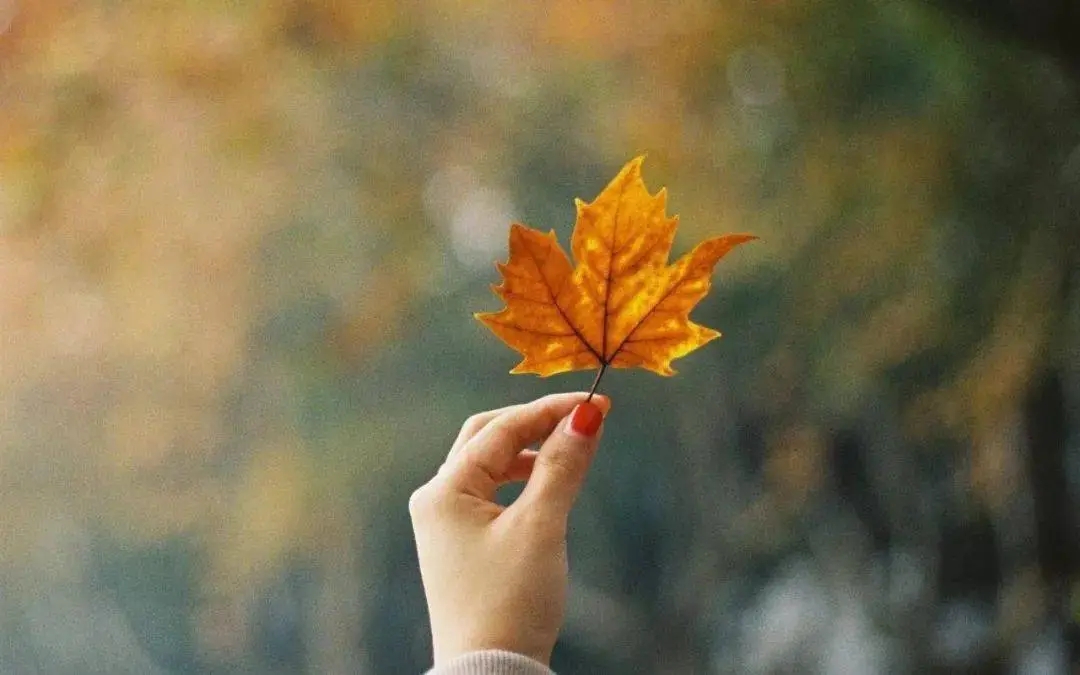 高级彩虹屁文案