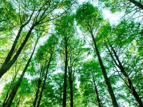 森林文案朋友圈