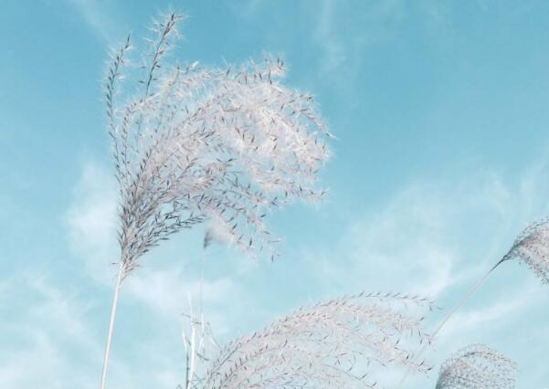 阳春三月万物复苏文案