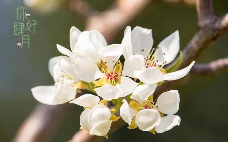 四月春天的文案