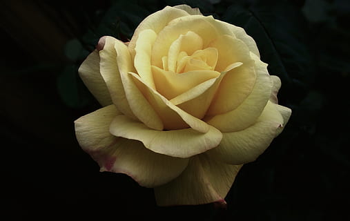 女生好好爱自己的文案