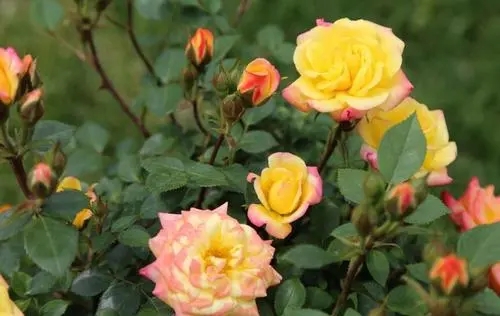 公园宣传月季文案