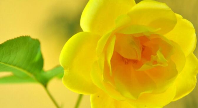 女生节文案句子