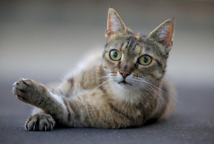 可爱的拍一拍文案