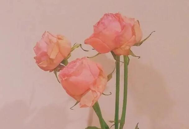 四五十字的读书文案