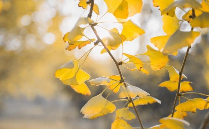 很仙的文案短句