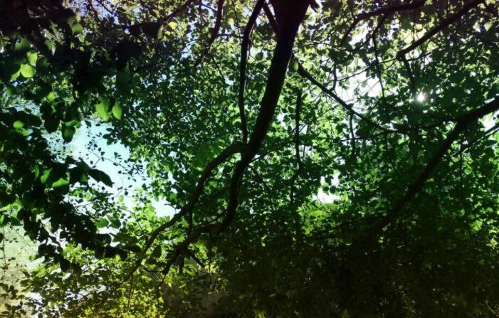 关于绿色的朋友圈文案