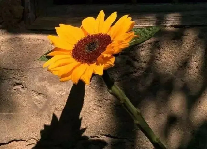 女生个性朋友圈文案