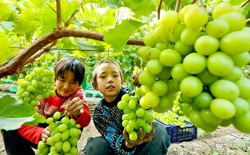 阳光玫瑰葡萄朋友圈文案