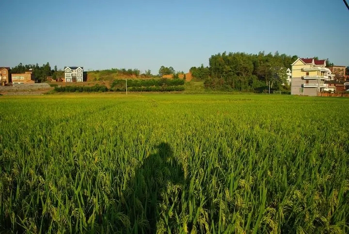 思乡的简短文案