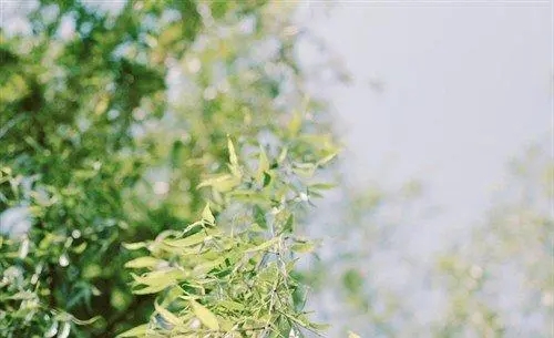 开心的文案点赞最火的