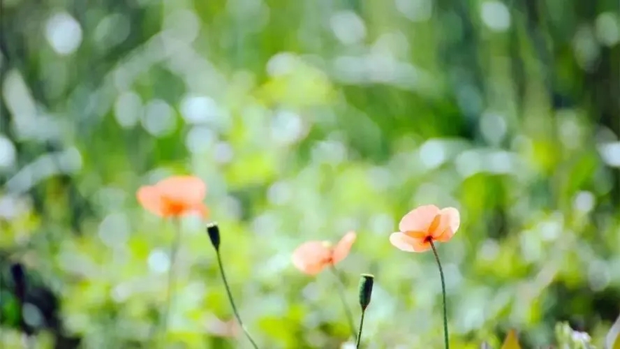 告别四月的文案