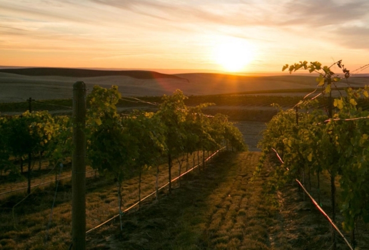 酒庄葡萄地文案