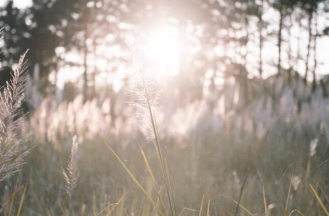 超级稀有的仙气文案
