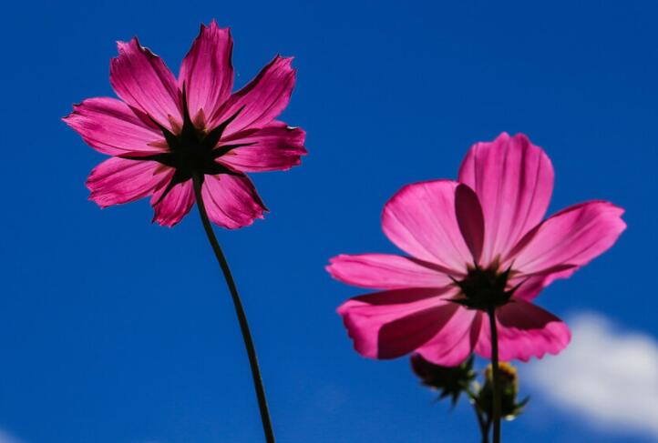 抖音文案配图唯美