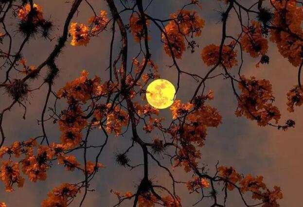 有关月亮的朋友圈文案