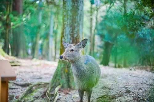 林间小鹿文案