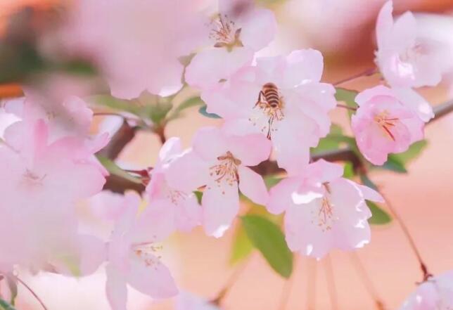 邀请客户踏青文案