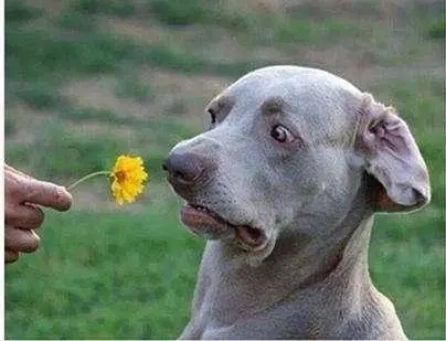 搞笑接地气文案