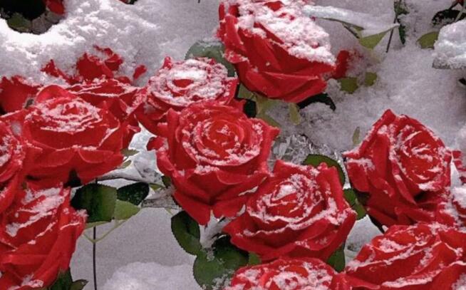 关于玫瑰凋零的文案