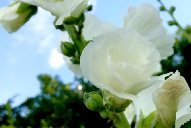 适合做抖音文案背景的图片