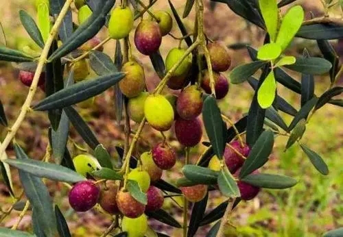 橄榄油电商文案