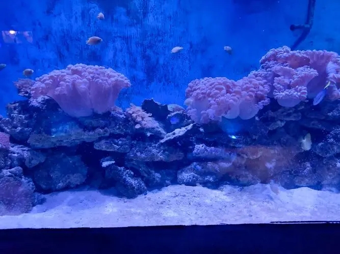 海洋馆打卡文案